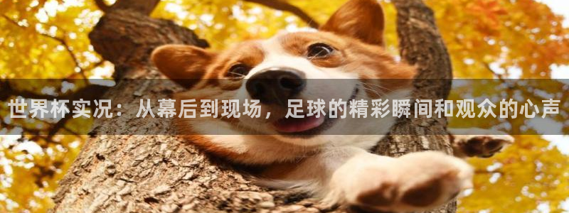 足球世界杯赛程:世界杯实况:从幕后到现场,足球的精彩瞬间和观众的心声