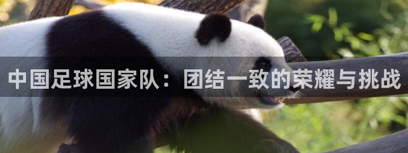 世界杯直播高清:中国足球国家队:团结一致的荣耀与挑战